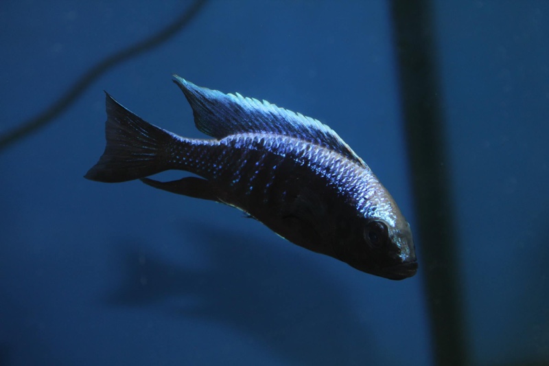 Copadichromis trewavasae 'Likoma Island'